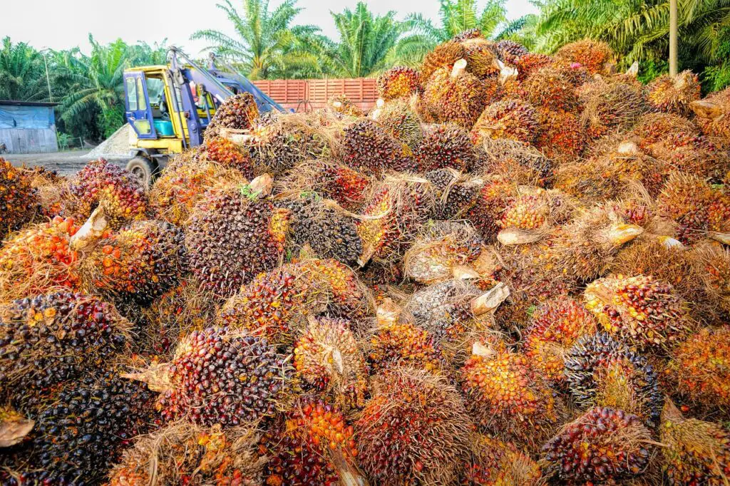is palm oil vegan